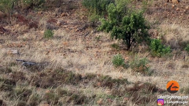 Lions Kill Zebra While Ousting Young Males from Pride!