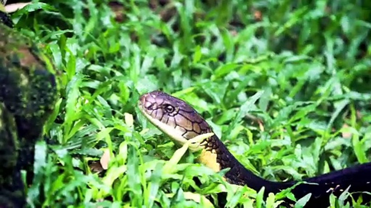 Snake 4k Ultra HD 60FPS