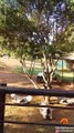 Lion Tries Entering Restaurant Full of Tourists!