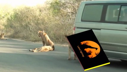 Lion Versus a Car's Bumper - Latest Wildlife Sightings