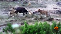 Lions Attack Buffaloes - Another Battle at Kruger