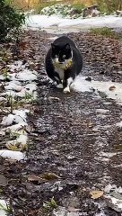 Funny cat videos | cute cats | Try not to laugh | Cat videos Compilation 2023