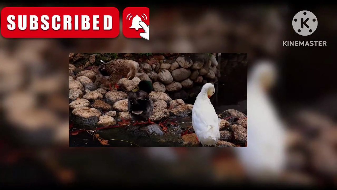 Duck video/ Batakh video