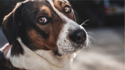 Heartbreak over an abandoned dog that was once a ‘much-loved pet’