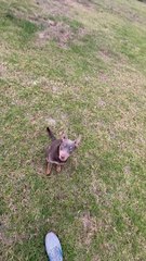 Dog's Attempt to  Jump Chain Barrier Fails
