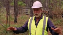 Efforts ramp up to trap feral horses in a Gympie forest