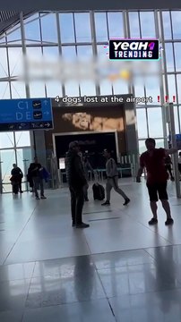 Những con chó của tôi đâu! người đàn ông gào khóc bất lực khi lạc mất 4 chú chó của mình tại sân bay