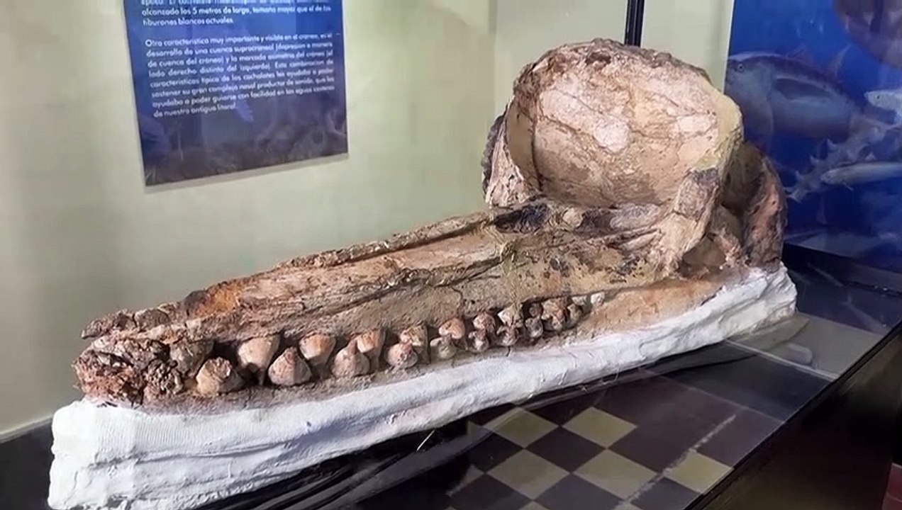 Prehistoric whale skull unearthed in Peru