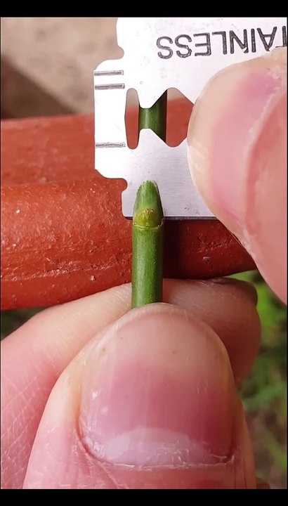 Rose grafting - bud grafting 