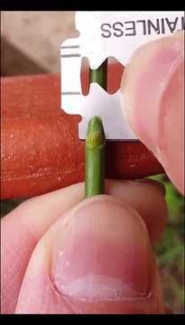 Rose grafting - bud grafting