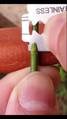 Rose grafting - bud grafting 