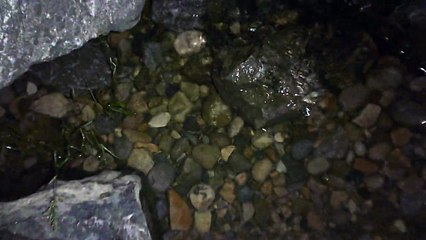 MCH 381 JUST RELEASED A WALLEY AND IT WON'T LEAVE CAUGHT IT AT NIGHT AT DICKSON DAM.LIGHTS ONE.