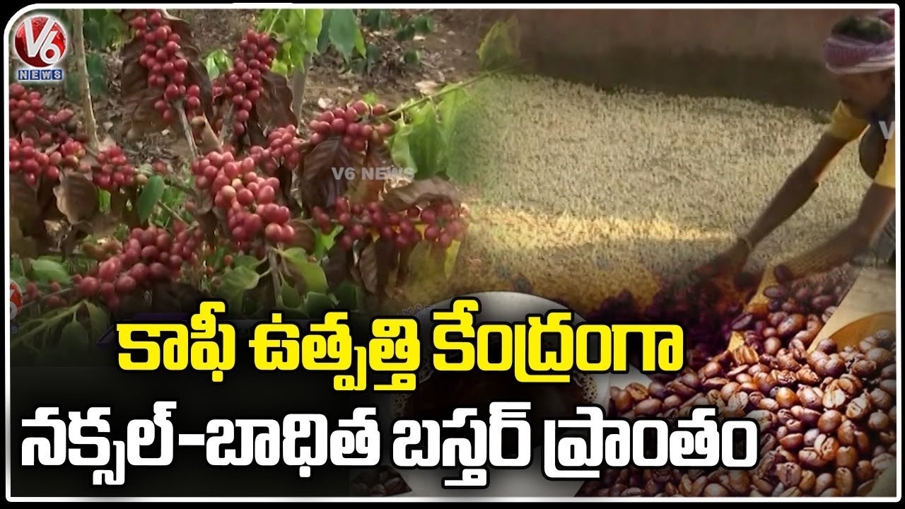 Naxal - hit Bastar Region In Chhattisgarh Is Set To Become A Hub Of Coffee Production  _ V6 News