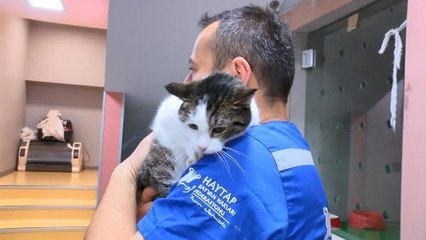 ENKAZDAN KURTARILAN 100 EVCİL HAYVAN, BURSA'YA GETİRİLDİ