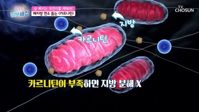 『 카르니틴 』 체지방 연소를 도와주는 특별한 비책 TV CHOSUN 230216 방송