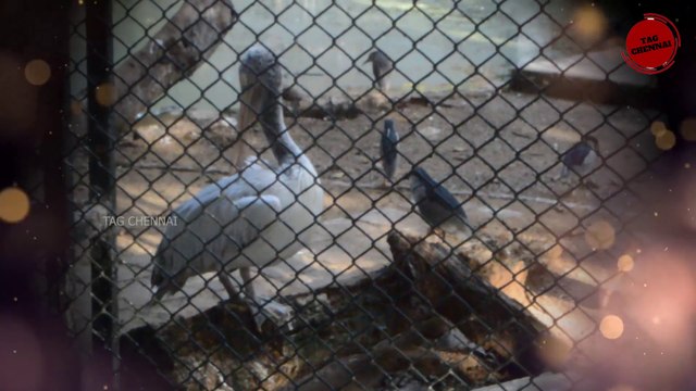 Children's Park Chennai | Guindy 8th Smallest National Park | Tamil vlogs #shorts #shortvideo