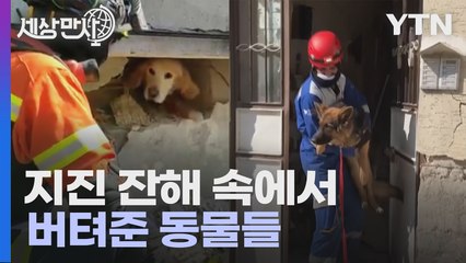 [세상만사] 지진 잔해 속에서 구해낸 동물들 / YTN