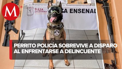 Hieren a agente canino 'Boris' durante detención de un hombre en Baja Califonia