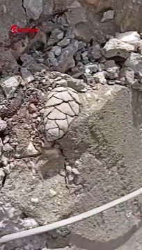 Yıkılan Binanın Kolonundan Çıkan 'Yok Artık' Dedirtti #deprem #kahramanmaraş #shorts