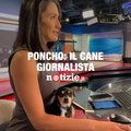 Giornalista conduce il tg con il cane sulle gambe: il video � virale
