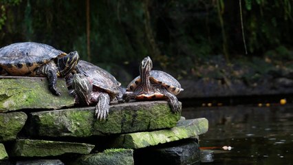 4K Ultra HD at 30 FPS 🎥