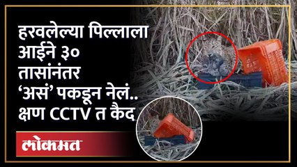 बछडा कळवळत राहिला..आई ३० तासांनी आली आणि तोंडात पकडून घेऊन गेली | Leopard and Calf video Sinnar | HA