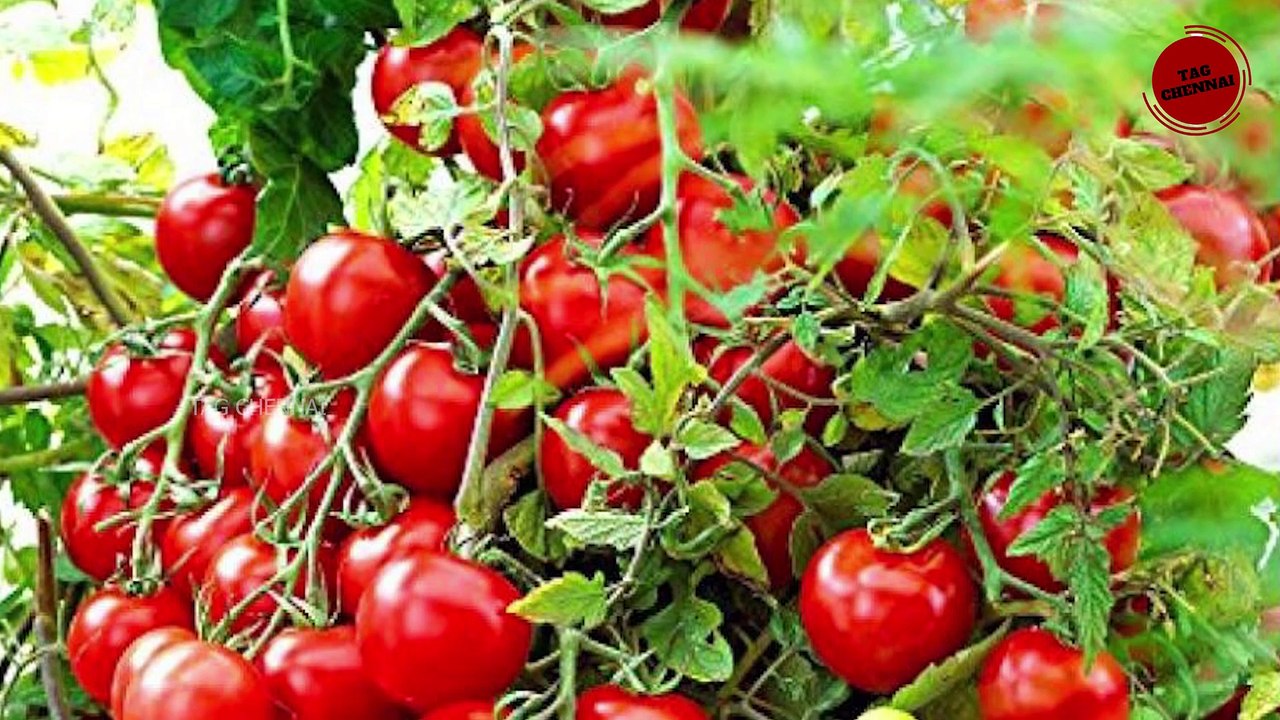 Anti-Aging Foods To Eat REGULARLY #shorts #tamil #2023 #health #healthcare