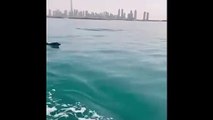 Dolphins spotted playing along boat during fishing trip off Dubai shores