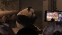 Miles de nipones se despiden del panda Xiang Xiang antes de su viaje a China