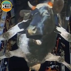 Жить захочешь, не так раскорячешься)