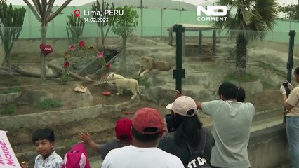 شاهد: لمسة خاصة في حديقة حيوانات العاصمة البيروفية ليما بمناسبة عيد الحب