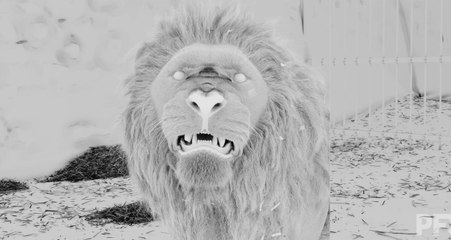 MEDIEVAL VFX Breakdown by PFX