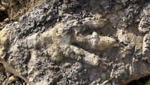 Record-breaking Yorkshire dinosaur print ‘left 166 million years ago by resting creature’
