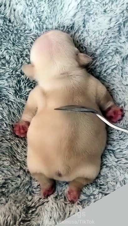 Puppy or cake_ What was your first thought_