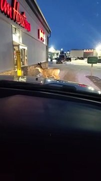 Deer Walks Up to Tim Hortons Drive-Thru Window