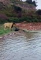 lion vs crocodile (wow amazing) #shorts #lion