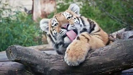Cute Tiger Cub