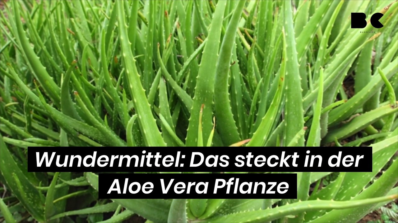 Wundermittel: das steckt in der aloe vera pflanze