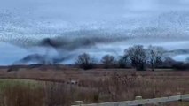 Starlings at Ripon City Wetlands - Copyright: Helen Hays