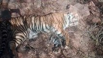 जिस वन क्षेत्र का टाइगर रिजर्व में शामिल होना प्रस्तावित वहीं मिला बाघ का शव