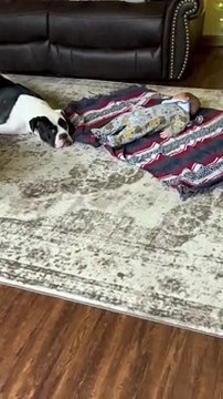 Ce chien est mieux qu'une nounou