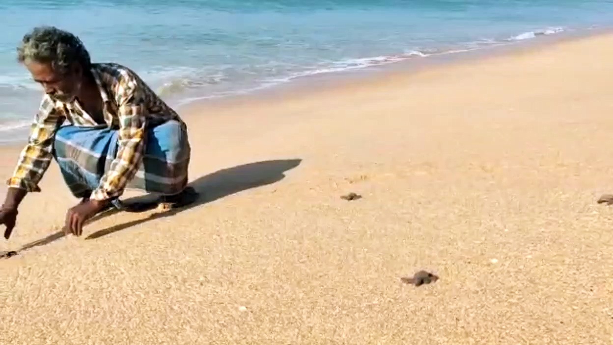 குமரி கடலில் விடப்பட்ட 110 ஆமை குஞ்சுகள்