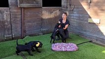 Arundawn Dog Rescue is looking for new homes for seven puppies