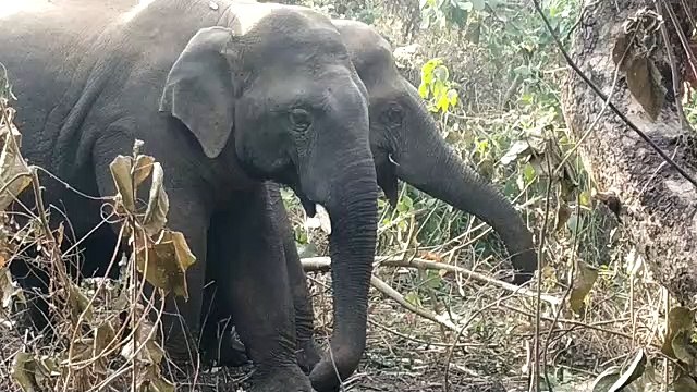 हाथियों के झुंड की पहाड़ी इलाकों एंट्री से हडकंप, दहशत में लोग