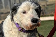 Arundawn Dog Rescue is looking for a new home for Polly