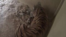 Birth of rare tiger twins at Chester Zoo captured on hidden cameras