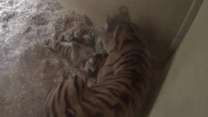 Birth of rare tiger twins at Chester Zoo captured on hidden cameras