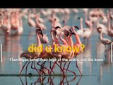 Did you know? Flamingoes....