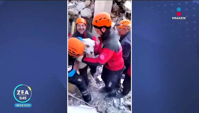 Rescatan a perro de entre los escombros en Turquía