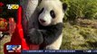 Giant Pandas Wish Us Happy Lunar New Year